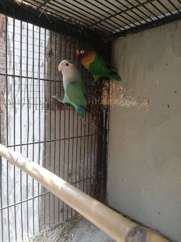 breedar pair for sale 0