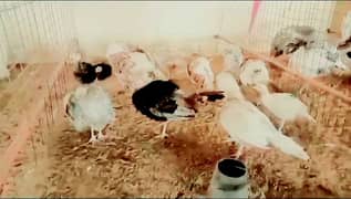 Turkey Breeders