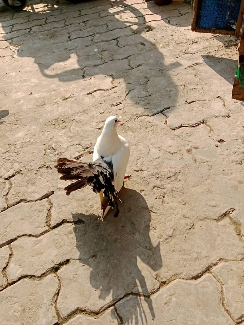 Pigeons/Kabootar for Sale in Lahore 1