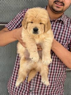 American Golden Retriever