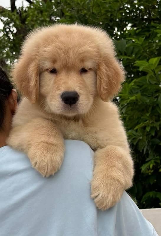 American Golden Retriever 1