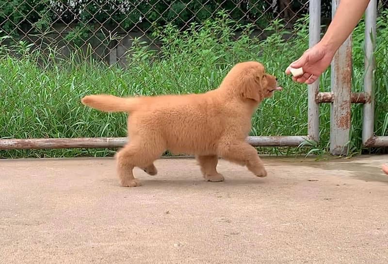 American Golden Retriever 2