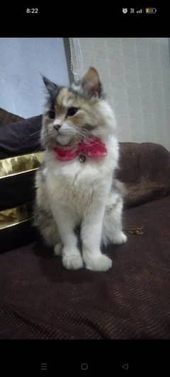 triple coated persian cat for sale