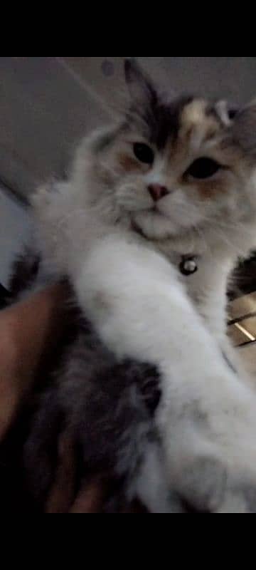 triple coated persian cat for sale 1