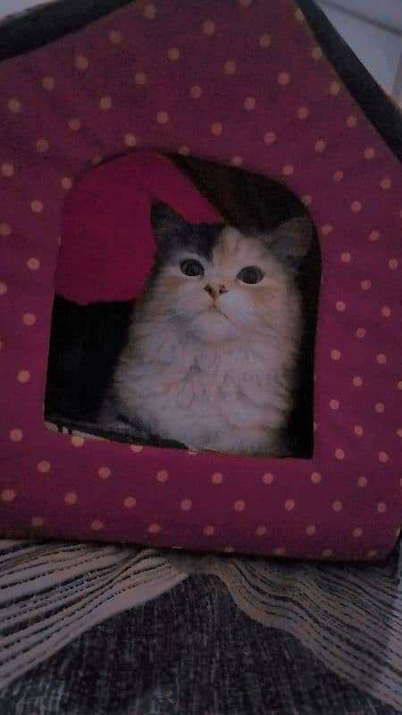 triple coated persian cat for sale 2