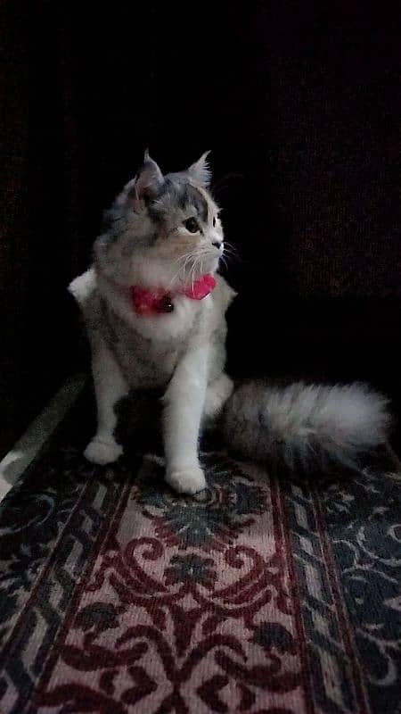 triple coated persian cat for sale 4