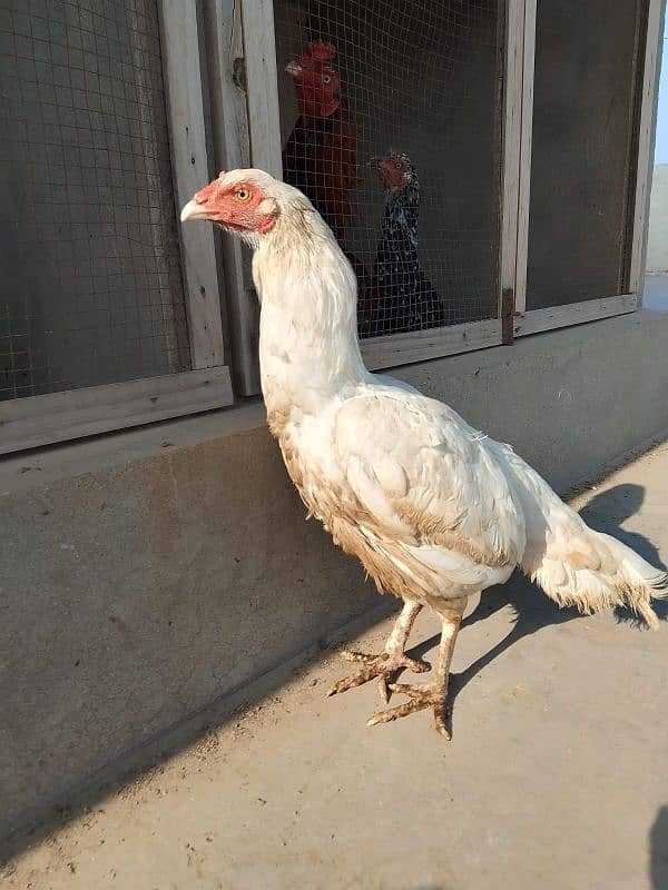 Aseel Female for sale 1