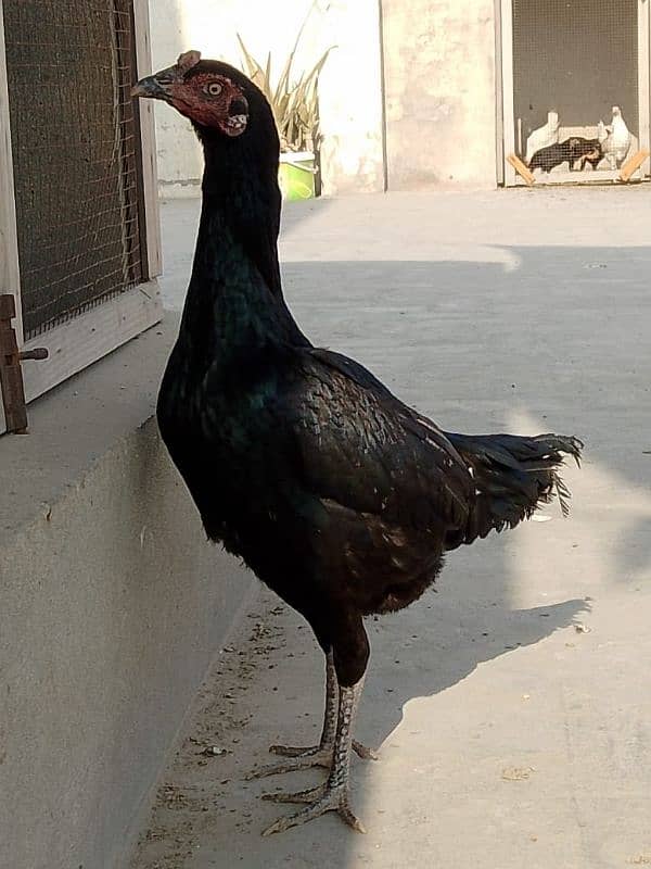 Aseel Female for sale 6