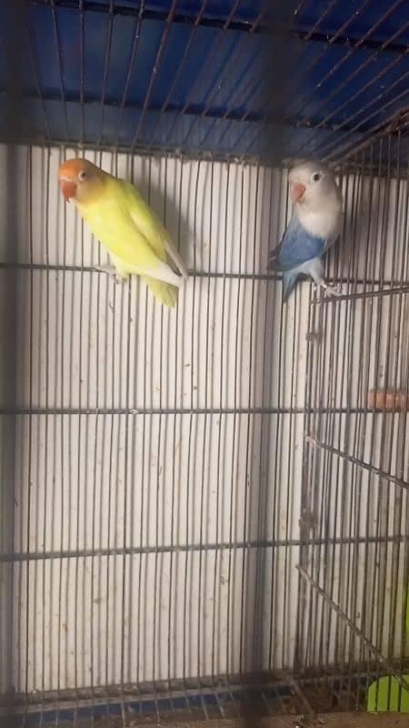 love birds pair with chicks Cocktail pair confirm breeder for sale 0