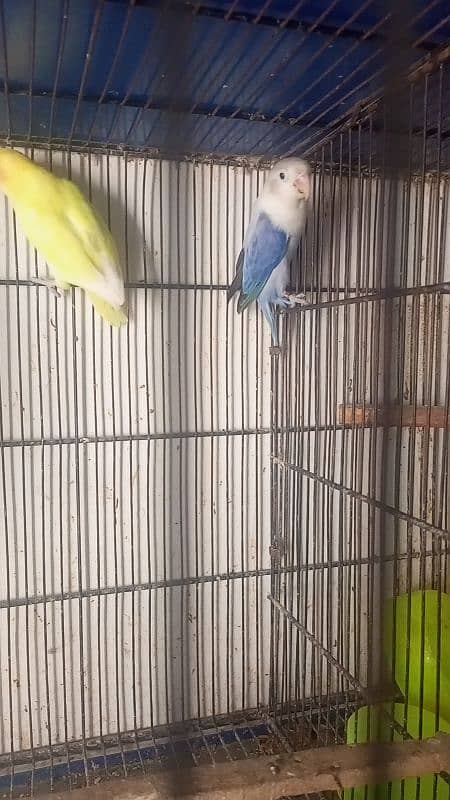 love birds pair with chicks Cocktail pair confirm breeder for sale 1