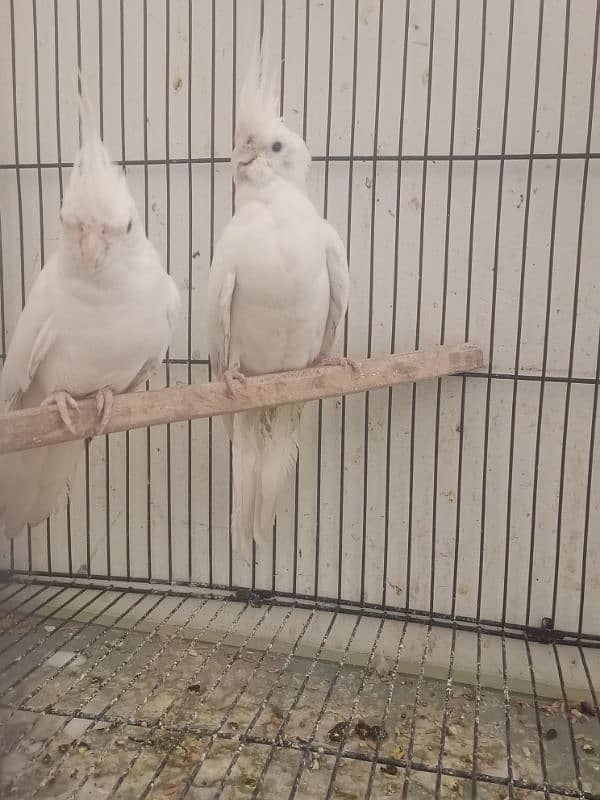 love birds pair with chicks Cocktail pair confirm breeder for sale 4