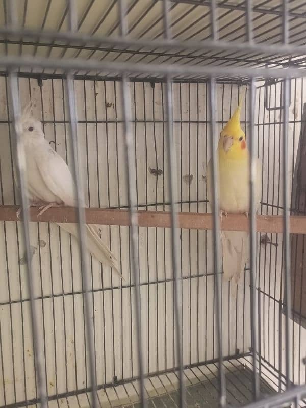 love birds pair with chicks Cocktail pair confirm breeder for sale 7