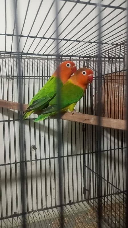 love birds pair with chicks Cocktail pair confirm breeder for sale 8