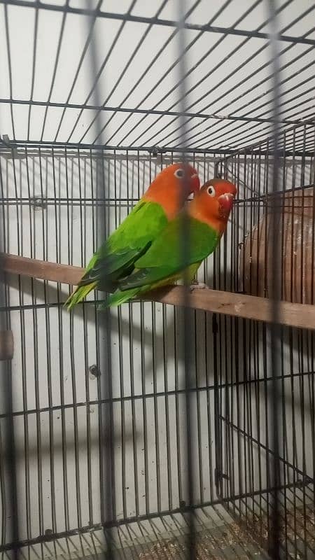 love birds pair with chicks Cocktail pair confirm breeder for sale 9