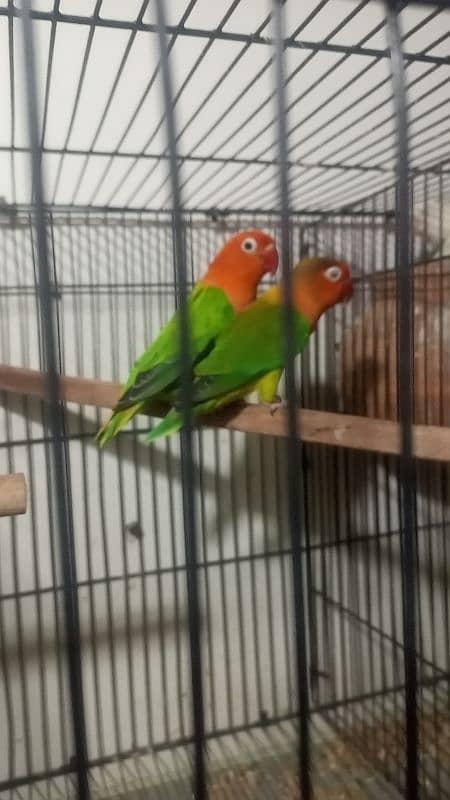 love birds pair with chicks Cocktail pair confirm breeder for sale 10