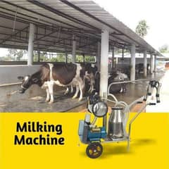 Milking