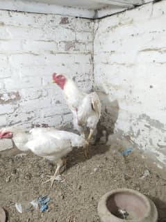 white Shamo chicks for sale Good quality