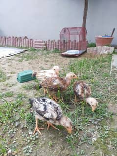 Aseel Jawa Nasal Chicks for Sale | Top Quality