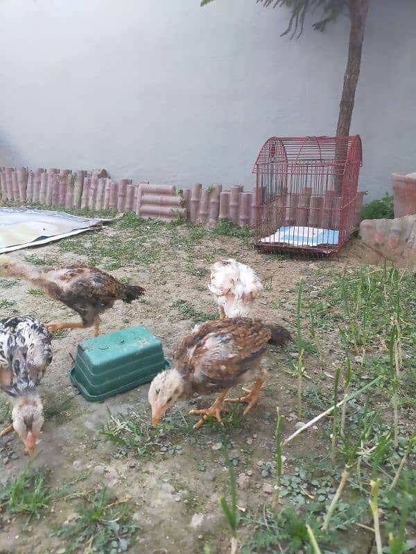 Pure Aseel Jawa Nasal Chicks for Sale | Top Quality 2