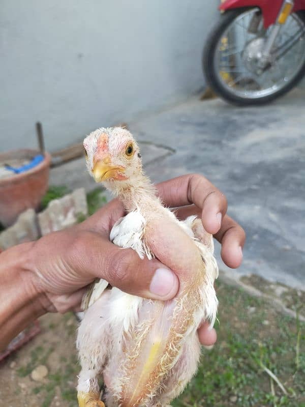 Pure Aseel Jawa Nasal Chicks for Sale | Top Quality 3