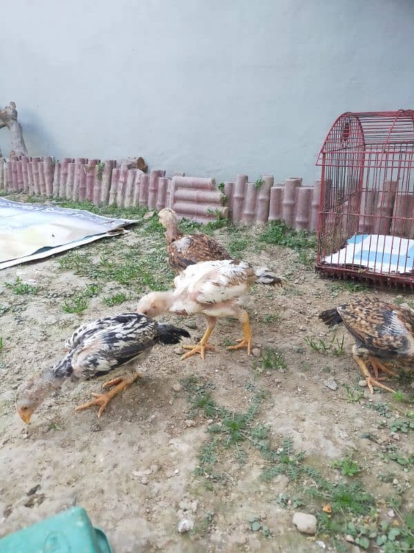 Pure Aseel Jawa Nasal Chicks for Sale | Top Quality 4