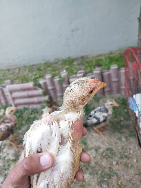 Pure Aseel Jawa Nasal Chicks for Sale | Top Quality 5