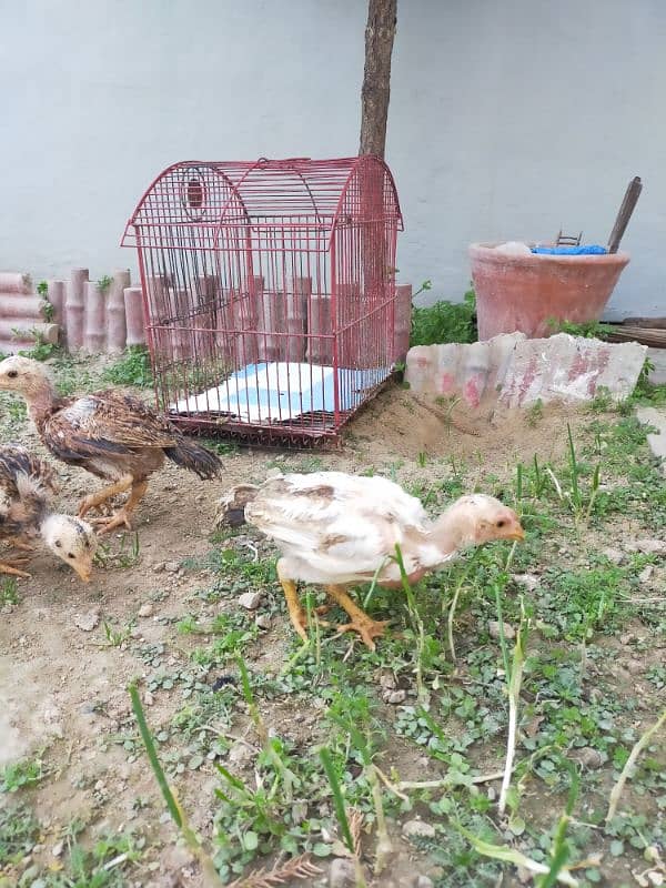 Pure Aseel Jawa Nasal Chicks for Sale | Top Quality 8