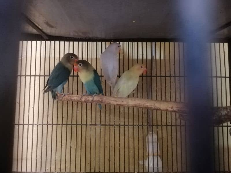 Love birds, Cremino, Albino Red eye, Parblue/Ino, 0