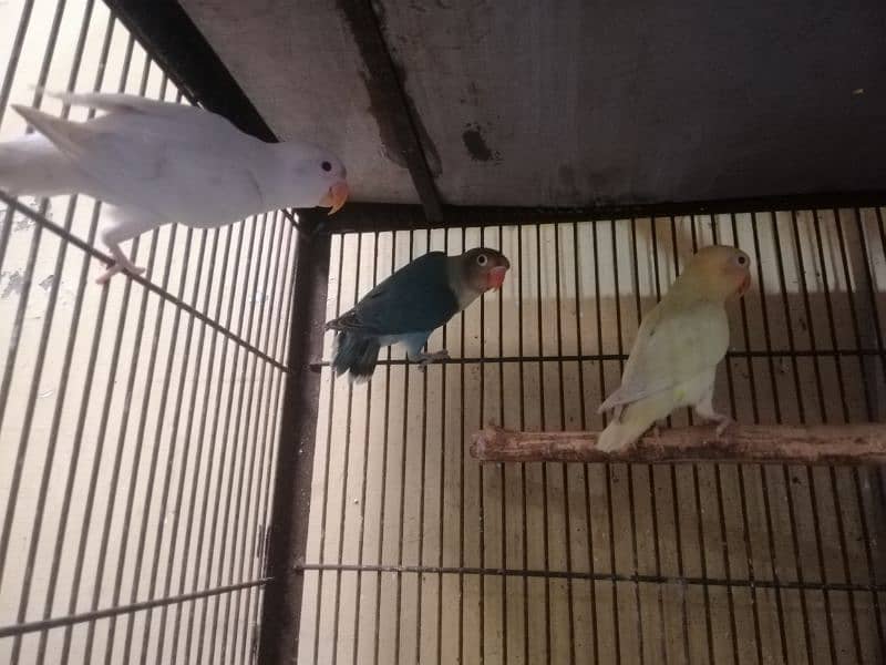 Love birds, Cremino, Albino Red eye, Parblue/Ino, 1