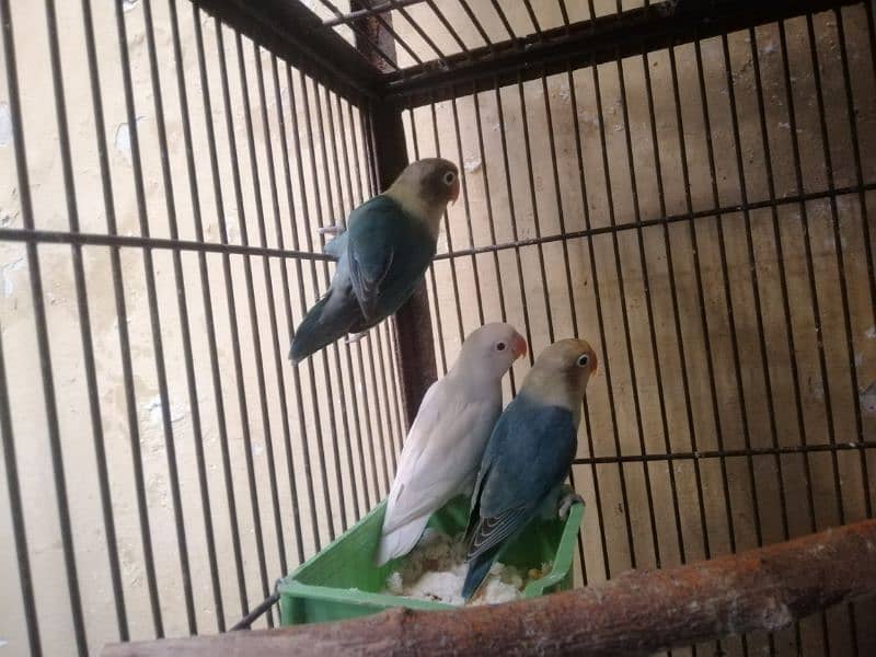 Love birds, Cremino, Albino Red eye, Parblue/Ino, 2