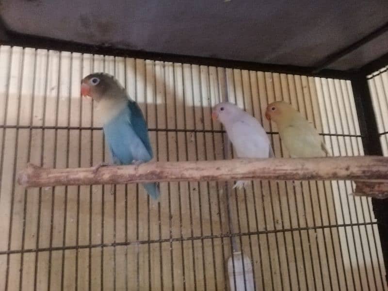 Love birds, Cremino, Albino Red eye, Parblue/Ino, 3