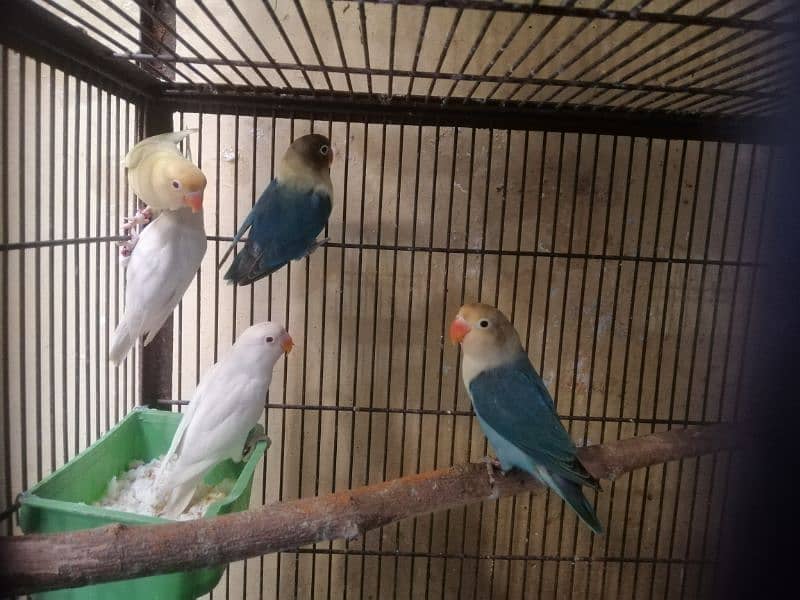 Love birds, Cremino, Albino Red eye, Parblue/Ino, 4