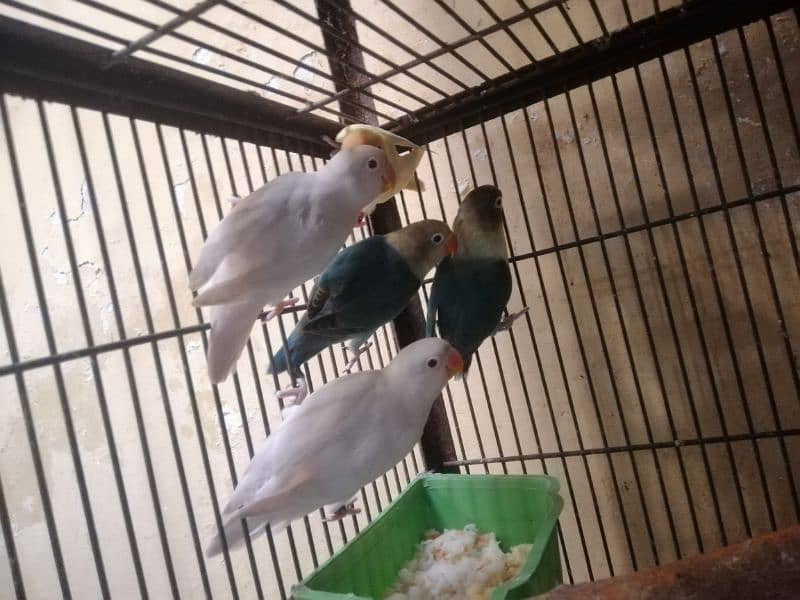 Love birds, Cremino, Albino Red eye, Parblue/Ino, 5