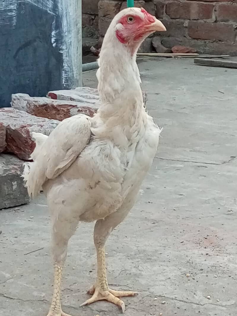 Heera Aseel Hens for sale 0