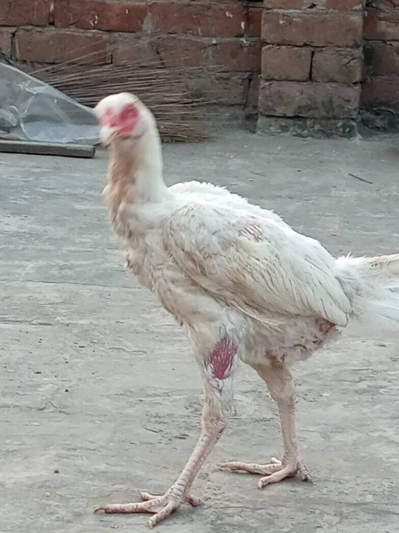 Heera Aseel Hens for sale 1