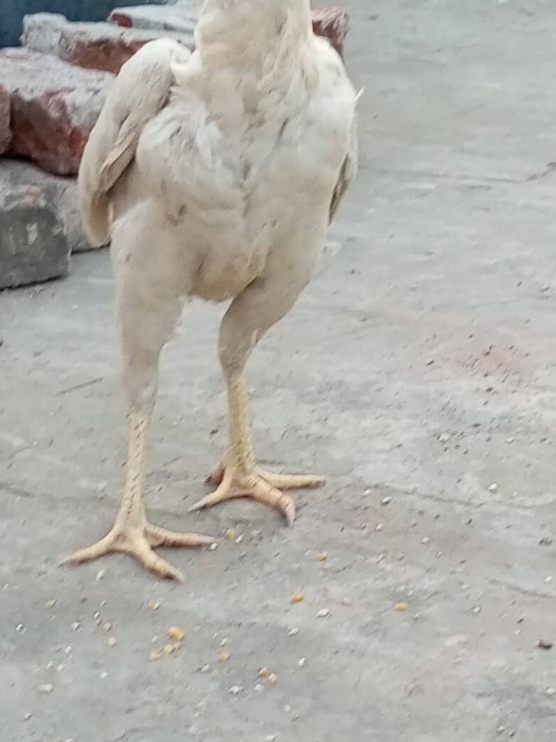 Heera Aseel Hens for sale 2