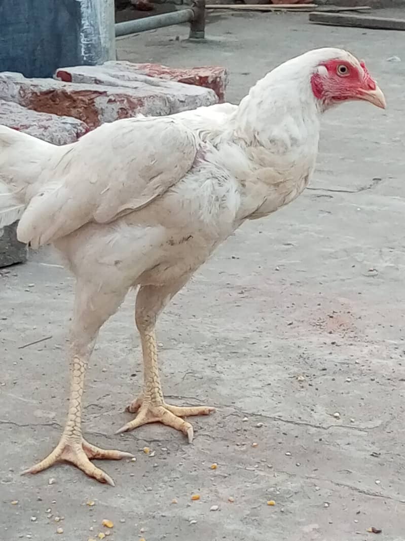 Heera Aseel Hens for sale 3