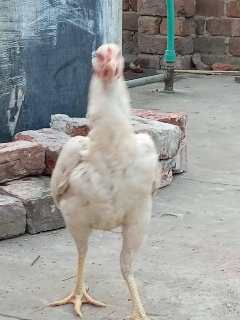 Heera Aseel Hens for sale 4