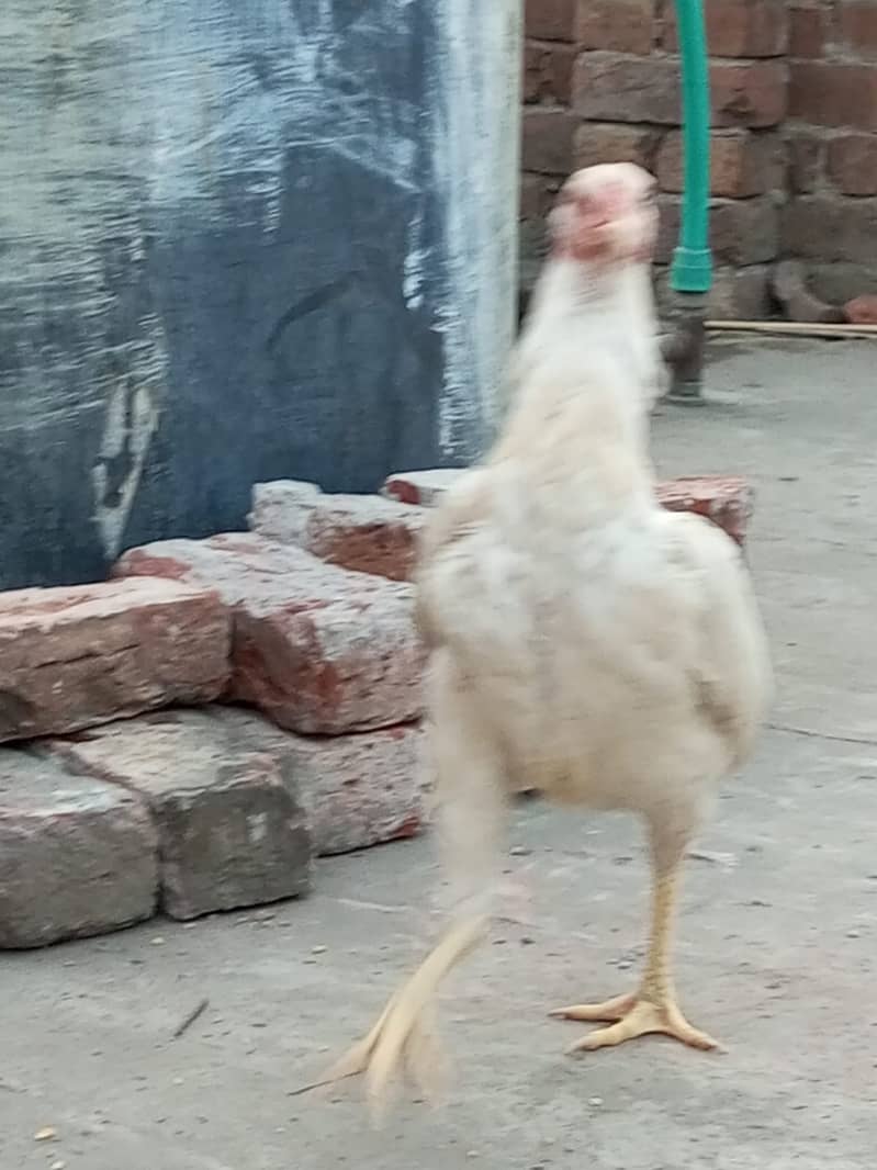 Heera Aseel Hens for sale 5