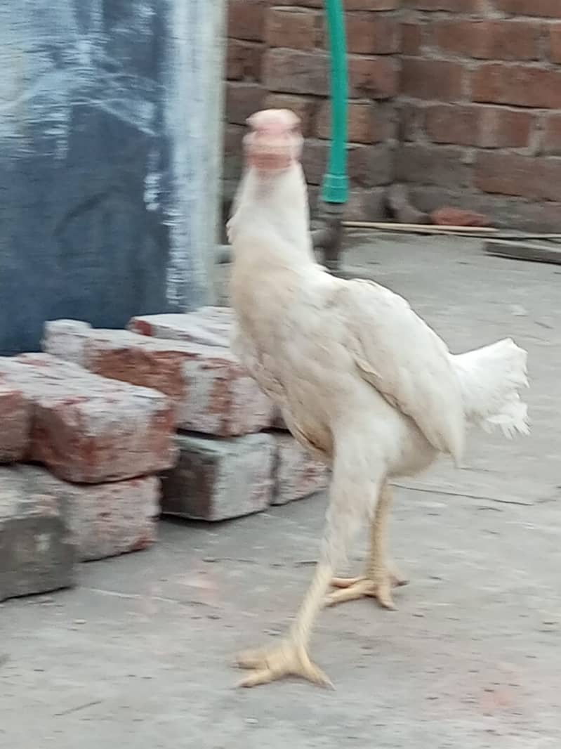 Heera Aseel Hens for sale 6