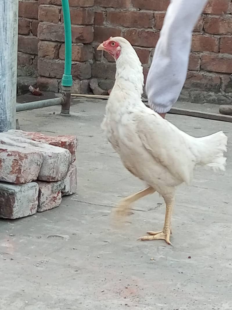 Heera Aseel Hens for sale 7