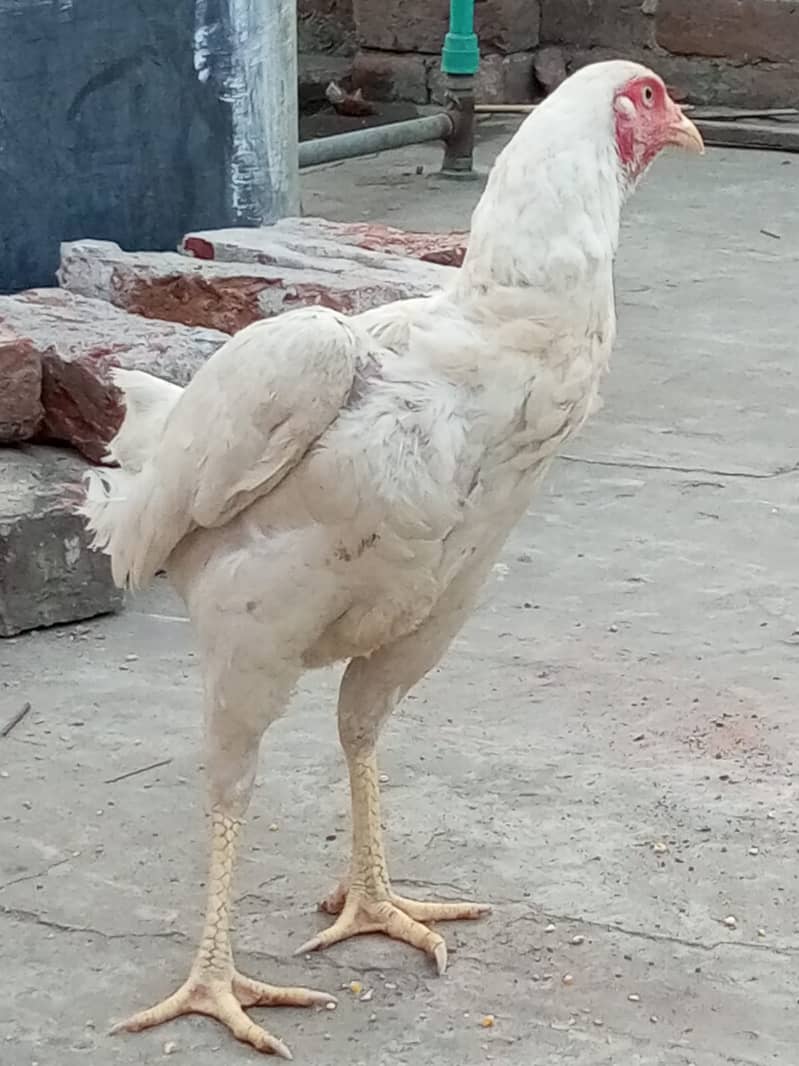 Heera Aseel Hens for sale 8