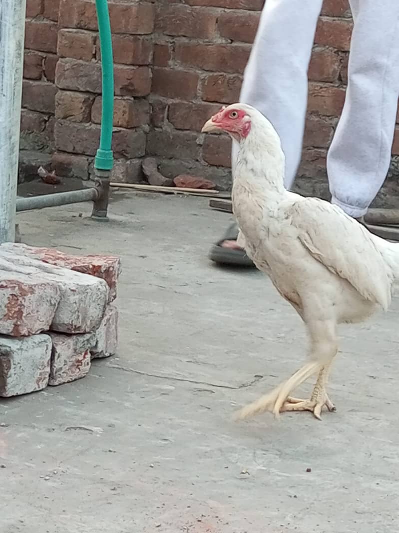 Heera Aseel Hens for sale 9