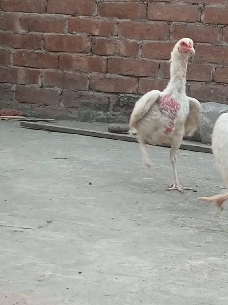 Heera Aseel Hens for sale 10