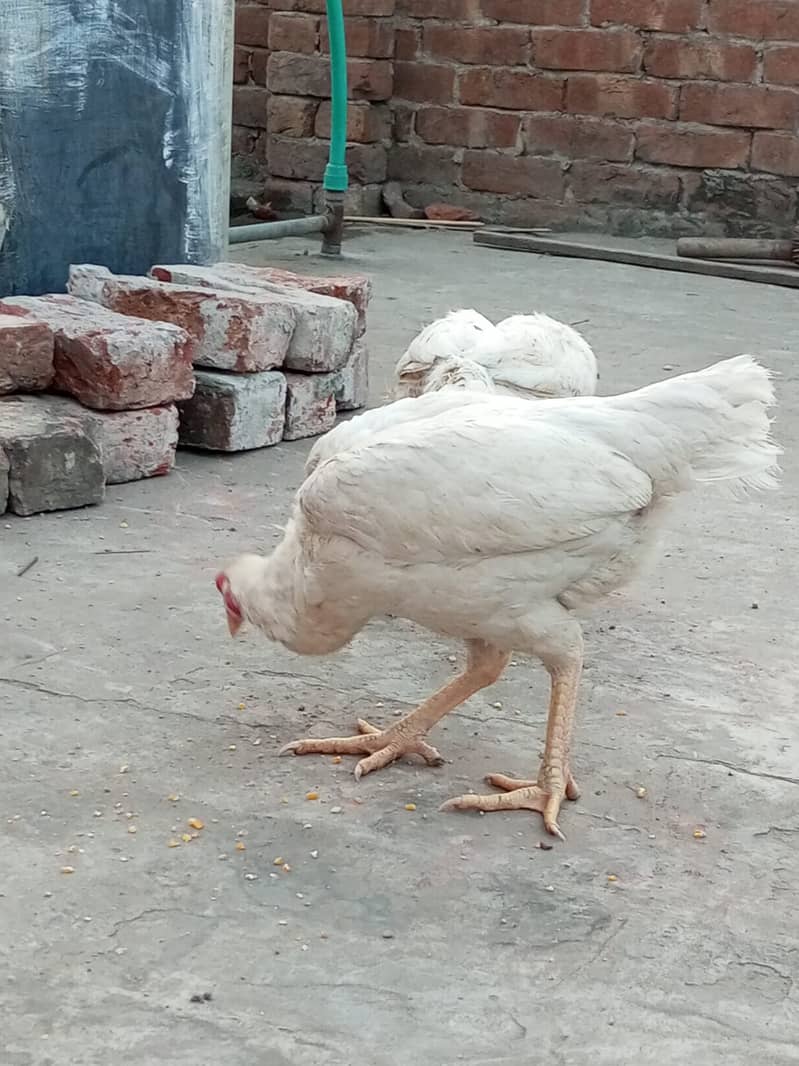 Heera Aseel Hens for sale 11