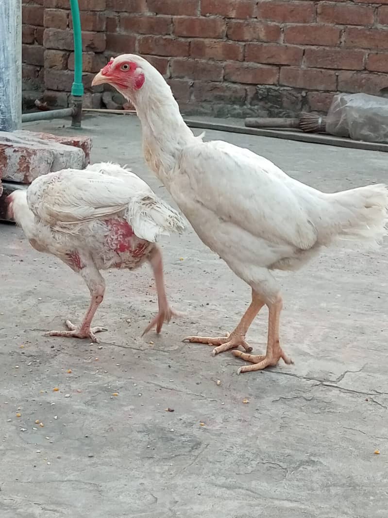 Heera Aseel Hens for sale 12