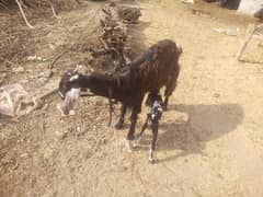 goat  with 1 female bachi