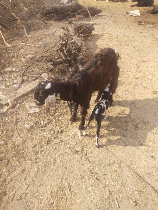 goat  with 1 female bachi 1