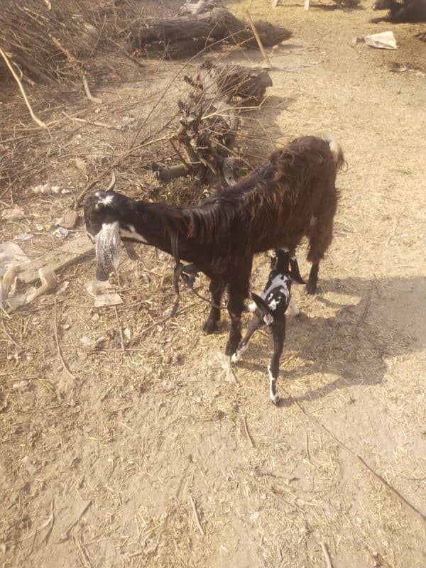 goat  with 1 female bachi 2