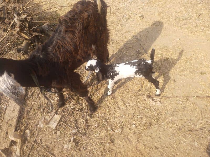 goat  with 1 female bachi 3